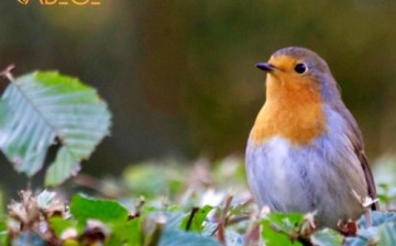 Pestisit Göç Eden Kuşların Yollarını Kaybetmesine Neden Oluyor