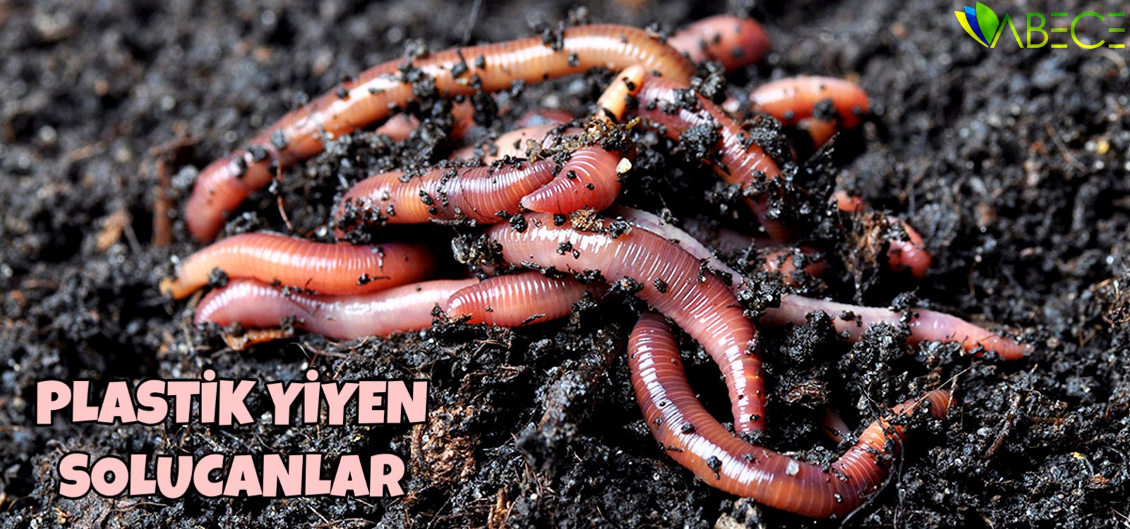 Plastik Yiyen Solucanlar Atıkları Parçalayan Aletlere İlham Olabilir