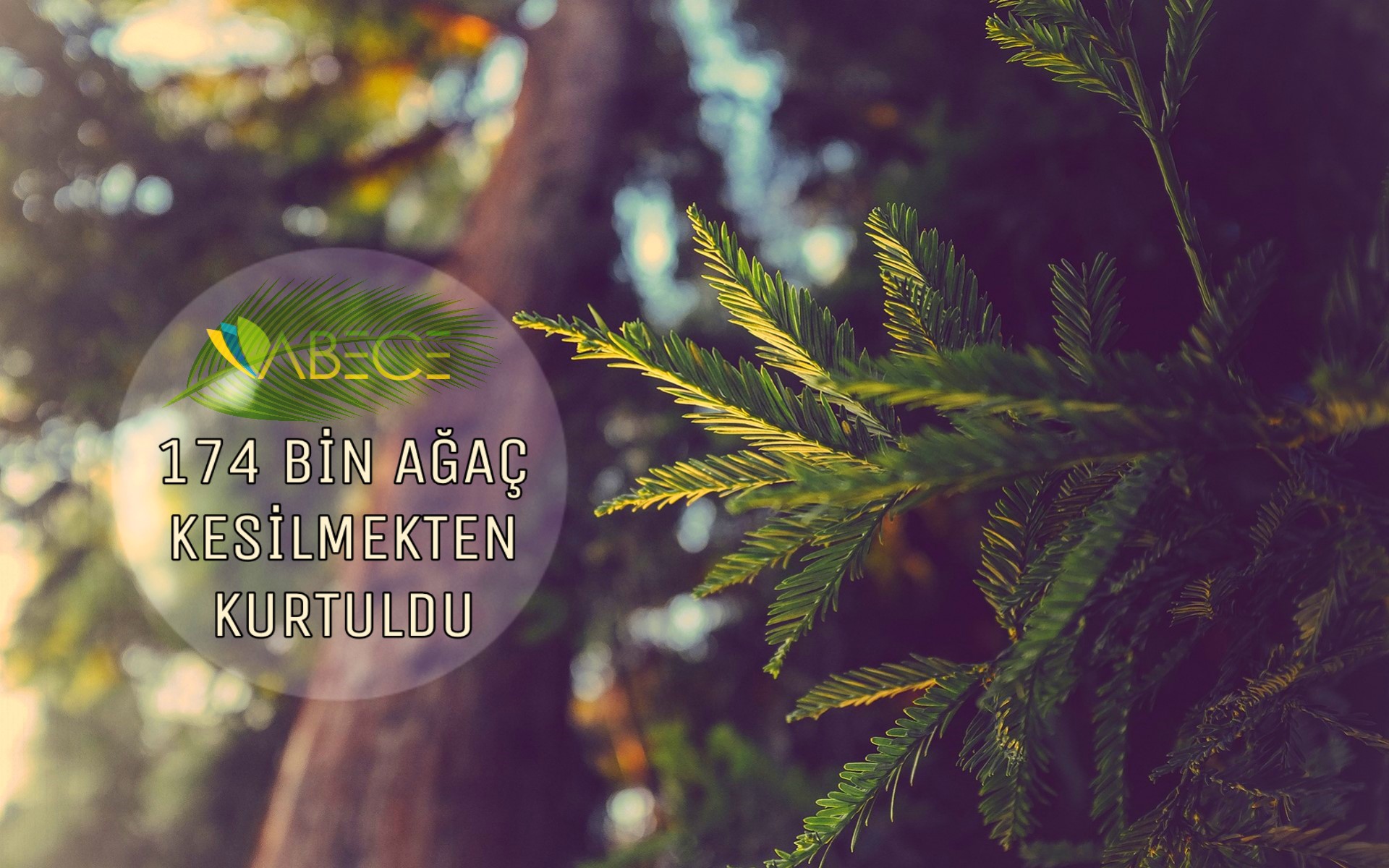 Bağcılar'da 174 Bin Ağaç Kesilmekten Kurtuldu.