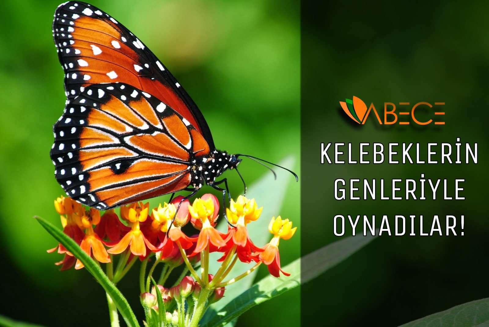 Kelebeklerin Genleriyle Oynadılar!