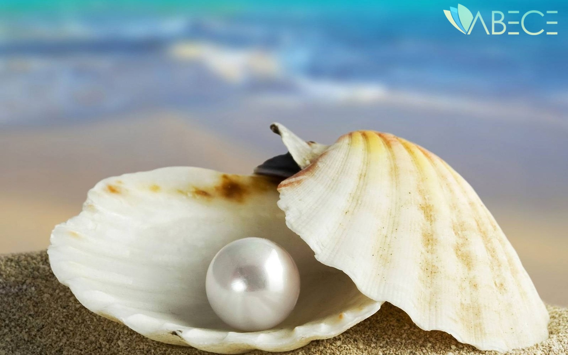 İstiridye Kabukları